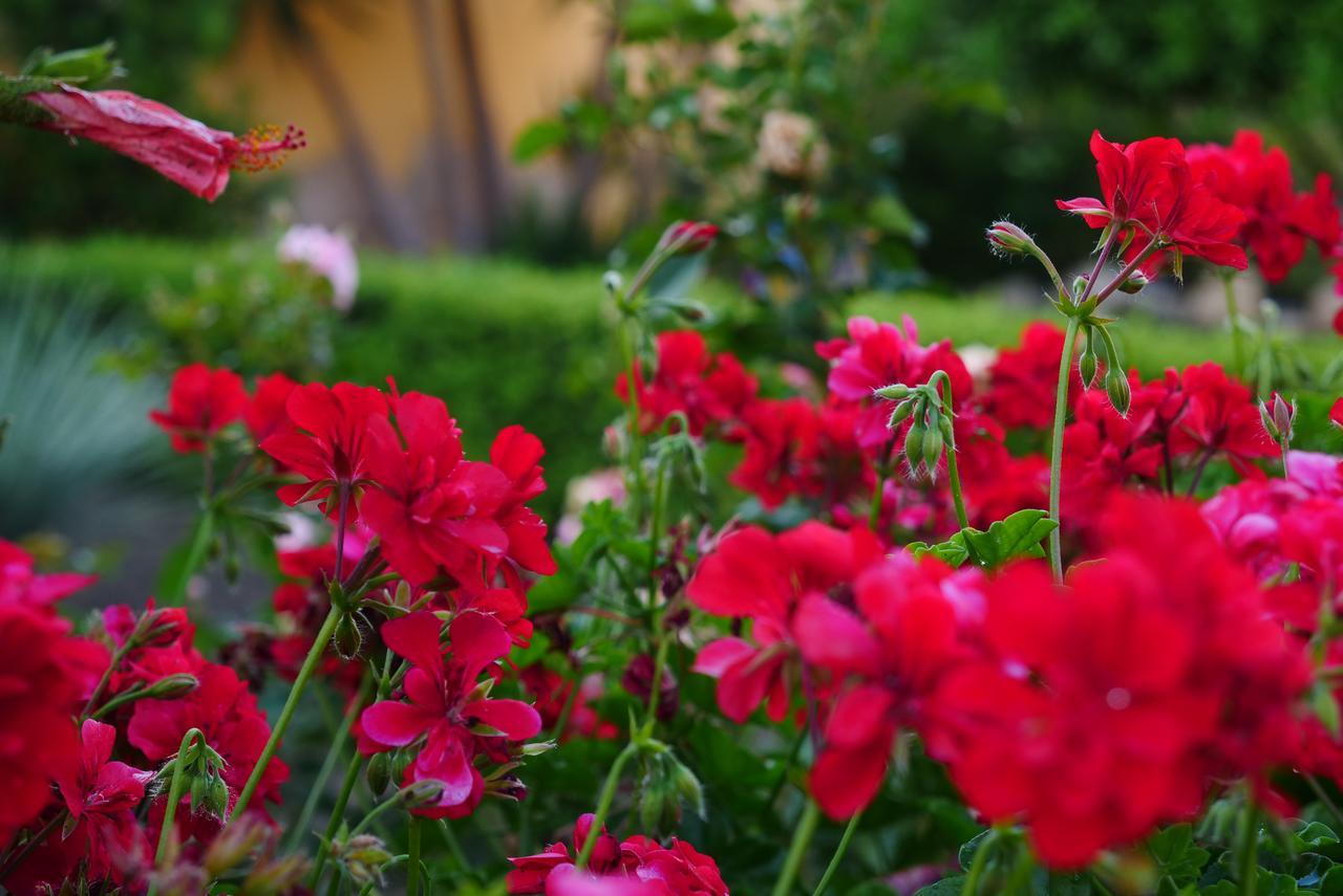 B&B Templi E Arte Villaggio Mose  Bagian luar foto